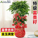 爱优尚富贵籽盆栽年宵花办公室内客厅旺宅开业绿植四季好养盆景源头直发