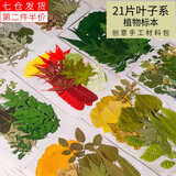 荣花施 树叶干花DIY植物标本幼儿园手工贴画真树叶子写真贴脸书签装饰 21片秋枫【叶子系】