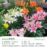 花行榜进口香水百合花种球盆栽花卉绿植物室内阳台四季花园地栽源头直发