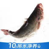 【吊水鱼】鲜活冲浪河鲈鱼400g/条