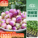 寿禾 辣椒苗大全各种椒苗小米椒寿光大型苗场菜苗朝天椒带土春蔬菜苗 七彩辣椒苗 6棵