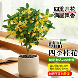 蓝桂圆桂花树苗四季桂盆栽 室内外阳台庭奶油黄陶瓷盆源头直发