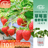 寿禾草莓苗带土发货大苗寿光大型苗场四季带盆栽好冬春季批发奶油秧苗 香野草莓苗3盆+肥料
