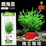疯狂水草鱼缸水草植物直接入缸净化水质净水石水生赛级鹿角茸源头直发包邮