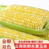 滇味十足（DIANWEISHIZU）水果玉米甜玉米云南金银双色新鲜甜嫩水果玉米棒鲜玉米茄果瓜 金银双色 【精选5斤】（净重 约5-9根）