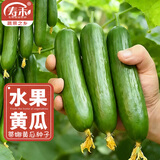寿禾 旱黄瓜种子强雌籽种各种水果青瓜秋季四季蔬菜寿光种籽 【性价比】潍丰蒂娜2号水果黄瓜种子60粒