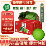 鲜得手正宗【天津沙窝萝卜】天星2号青萝卜 冰淇淋冰激凌脆甜水汽大礼盒 产地现拔【天星2号】约5斤（3-4根）红礼盒 青萝卜