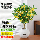 蓝桂圆桂花树苗四季桂盆栽 室内外阳台庭院绿星球水培盆源头直发