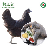初土记  有机五黑乌母鸡2斤/只 纯粮散养720天土鸡 五黑鸡 月子鸡原产地