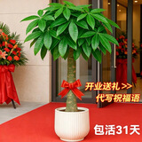 叹为观止大型植物发财树各种大颗盆栽开业乔迁客厅办公室内好养大型花卉 单杆发财树【1.4-1.5米】 含盆