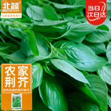 北蔬 荆芥种子大叶河南罗勒香菜四季蔬菜籽 农家清香荆芥籽5g约2500粒