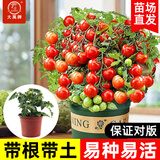 大禹矮生番茄苗盆栽小西红柿苗带土秧苗种子圣女果树苗寿光水果蔬菜苗 红矮生盆栽小番茄苗1盆 带盆土