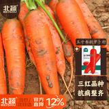 北蔬 红胡萝卜种子老品种可生吃冬四季蔬菜籽 五寸参胡萝卜种子2000粒