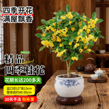 蓝桂圆桂花树苗四季桂盆栽 室内外阳台庭院绿牡丹陶瓷盆源头直发