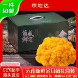 京地达云南特产新鲜金耳菌净重2斤礼盒装菌菇类蘑菇黄木耳源头直发包邮