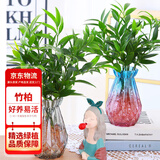 花行榜驱蚊竹柏水培驱蚊植物盆栽办公室桌面花卉水养办公室绿植源头直发