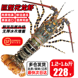 尝鲜生 大龙虾鲜活冷冻澳龙小青龙超大澳洲花龙大虾年货送礼海鲜礼盒 精选大花龙（净重）1.2-1.6斤/只
