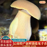 京地达云南特产新鲜见手青菌净重200g装牛肝菌食用菌源头直发包邮