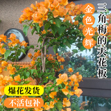 临雅爬藤三角梅带花苞盆栽庭院树苗绿植物花卉金色光辉1-1.3m源头直发