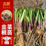 北蔬宽叶紫根韭菜根山东寿光老品种  韭菜根约600棵+肥源头直发包邮
