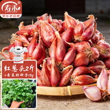寿禾红葱头种子种苗小香葱菜苗 红葱头2斤+香菜种子15g源头直发包邮