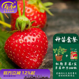 寿禾草莓苗带土发货大苗寿禾苗场四季带盆栽好冬春季批发奶油秧苗 种苗套餐 红颜草莓1盆+200粒种子