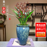 劉閣蘭花年宵兰花墨兰企黑5苗带花带山水如画陶瓷盆花卉盆栽源头直发