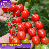 寿禾 圣女果种子小西红柿小番茄大全温室大棚冬春四季种菜蔬菜寿光菜 寿禾千禧果种子90粒（30粒x3包）