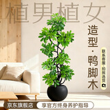植男植女造型鸭脚木客厅盆栽发财树天堂鸟大型绿植客厅办公室阳台源头直发