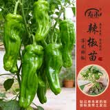 寿禾 蔬菜苗活苗带土发货大全菜苗夏秋各种秧苗山东寿光苗种子阳台 薄皮辣椒苗 6棵