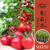 寿禾 各种蔬菜苗活苗带土发货大全菜苗大型苗场夏秋秧苗山东寿光种苗 粉圣女果苗 6棵
