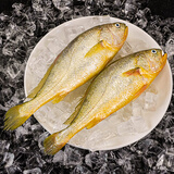 威尔斯（WEIERS）【春节也送货】速冻黄花鱼700g/2条  地标认证 深海鱼生鲜鱼类