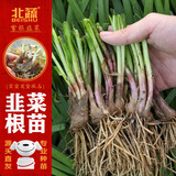 北蔬韭菜根苗紫根老品种四季带肥 紫根韭菜根80-100棵+肥源头直发包邮