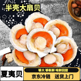 【京东冷链】大号夏夷贝虾夷贝半壳大扇贝鲜活开贝新鲜冷冻丹东 夏威夷半壳贝  5只(9-10cm)