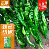 北蔬 辣椒种子苗螺丝椒特辣早中熟春四季种蔬菜种籽 螺丝线椒种子60粒