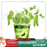 美乐棵潮玩种植杯樱桃番茄向日葵水果黄瓜儿童种植杯植物营养土 种豆得豆-甜豌豆