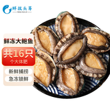 鲜拔头筹 青岛鲜活大鲍鱼海捕 大号鲍鱼鲜活冷冻生鲜贝类火锅烧烤特大鲍鱼 活冻大鲍鱼 800g 16头
