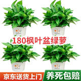 京东绿植绿萝盆栽除甲醛花卉绿植办公室180款枫叶自吸水盆4盆装源头直发