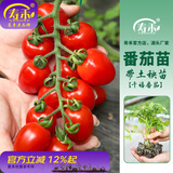 寿禾 圣女果种子小西红柿小番茄大全温室大棚冬春四季种菜蔬菜寿光菜 千禧果苗 6棵