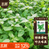 北蔬 荆芥种子种苗河南大叶四季种蔬菜种籽 大叶荆芥种子25g约1.2万粒
