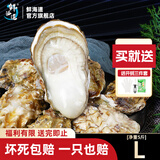 鲜海道【品质】鲜海道生态生蚝  乳山牡蛎 活鲜海蛎子生鲜贝类 L净重5斤
