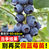 临雅蓝莓树果树苗盆栽阳台室内外地栽南北方种植50cm奥尼尔源头直发