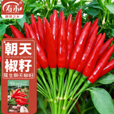 寿禾 辣椒种子大全特辣种籽朝天指冬春季小米椒薄皮椒辣子光蔬菜种孑 簇生赤焰7号朝天椒种子110粒