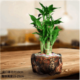 绿有意步步高观音竹富贵荷花竹水养土培盆栽室内桌摆植物吸甲醛水培植物 荷花竹5支【坚持(红壤)】 含盆