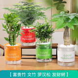开时果 绿植盆栽办公室内彩色懒人盆 桌面水培绿萝花卉水养小绿植物盆景 发财树+富贵竹+文竹+罗汉松 含盆