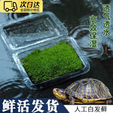 WANIOT苔藓微景观鲜活青苔藓草皮白发藓生态鱼缸瓶苔藓微景观diy材料包 风干（双层）一盒