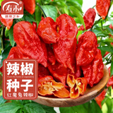 寿禾 辣椒种子大全特辣种籽朝天指冬春季小米椒薄皮椒辣子光蔬菜种孑 【超辣】寿禾红魔鬼辣椒种子50粒