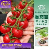 寿禾 圣女果种子小西红柿小番茄大全温室大棚冬春四季种菜蔬菜寿光菜 圣安妮小西红柿苗 6棵