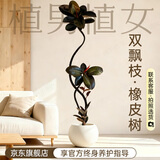 植男植女造型橡皮树黑金刚室内好养客厅大型盆栽植落地1.5-1.7源头直发