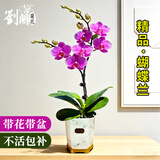 劉閣蘭花兰花盆栽室内客厅花卉绿植蝴蝶 梦蝶带1支花剑配瓷白盆源头直发